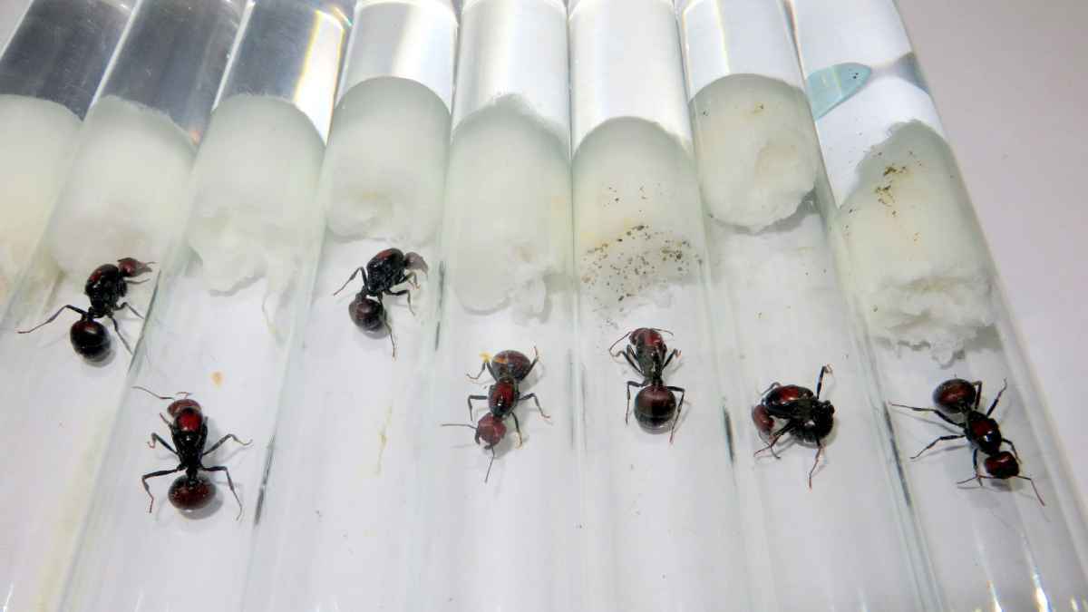 "صدفة وغباء".. عصابة أمام المحكمة بتهمة تهريب "نمل"