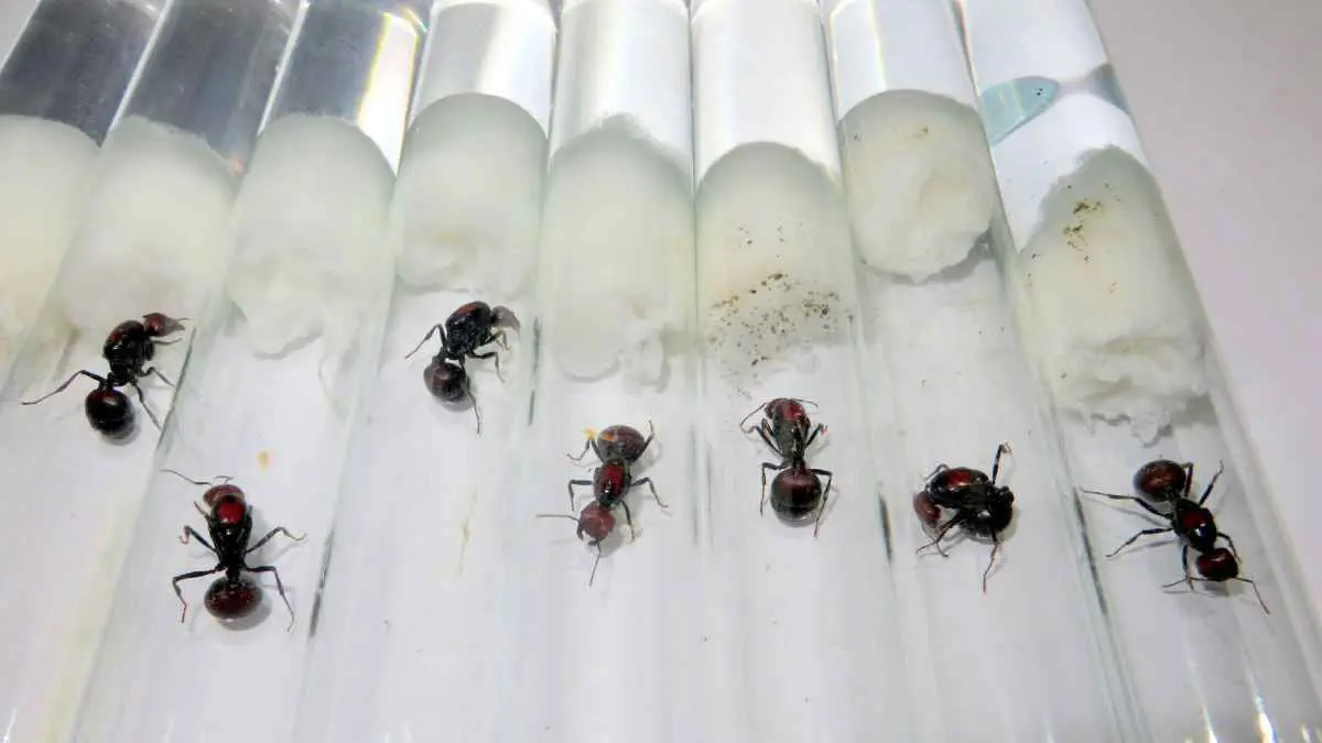 "صدفة وغباء".. عصابة أمام المحكمة بتهمة تهريب "نمل"