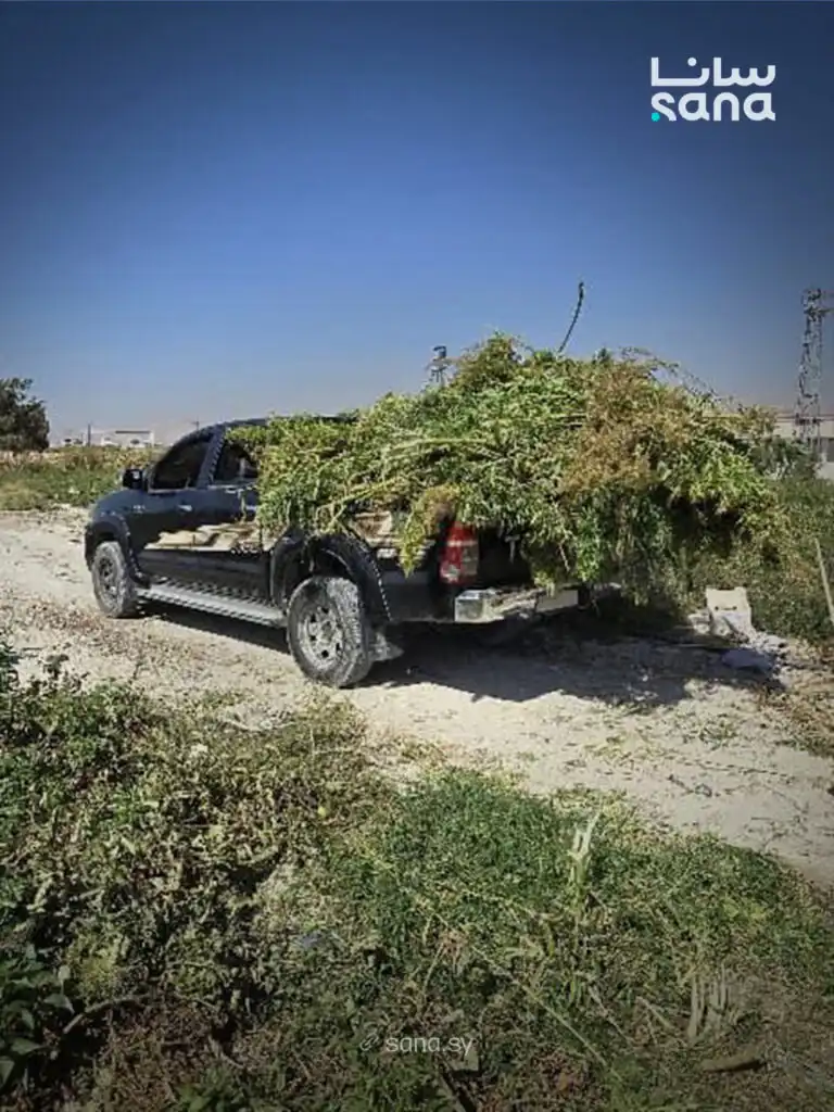مداهمة مزرعة للحشيش المخدر في سوريا