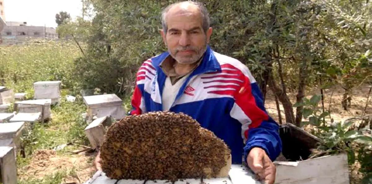 غزّي يعالج بسمِّ النحل أمراضاً مستعصية