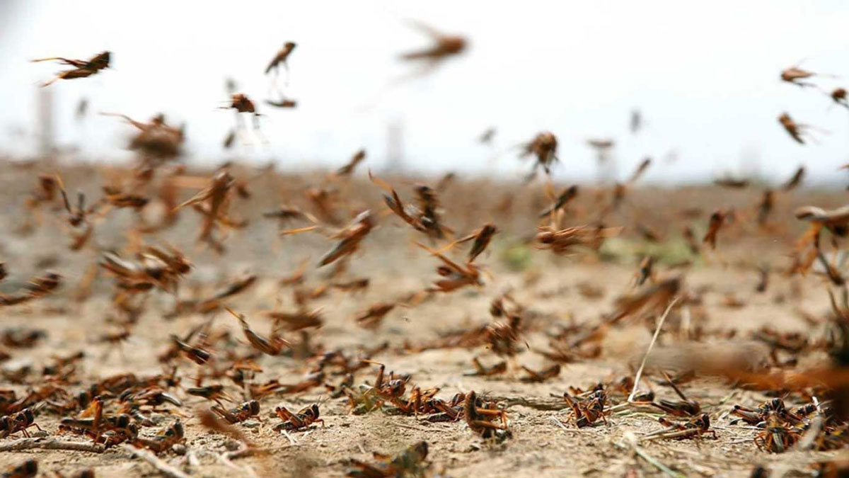 الأردن يعلن حالة الطوارئ بعد اقتراب أسراب الجراد من حدوده