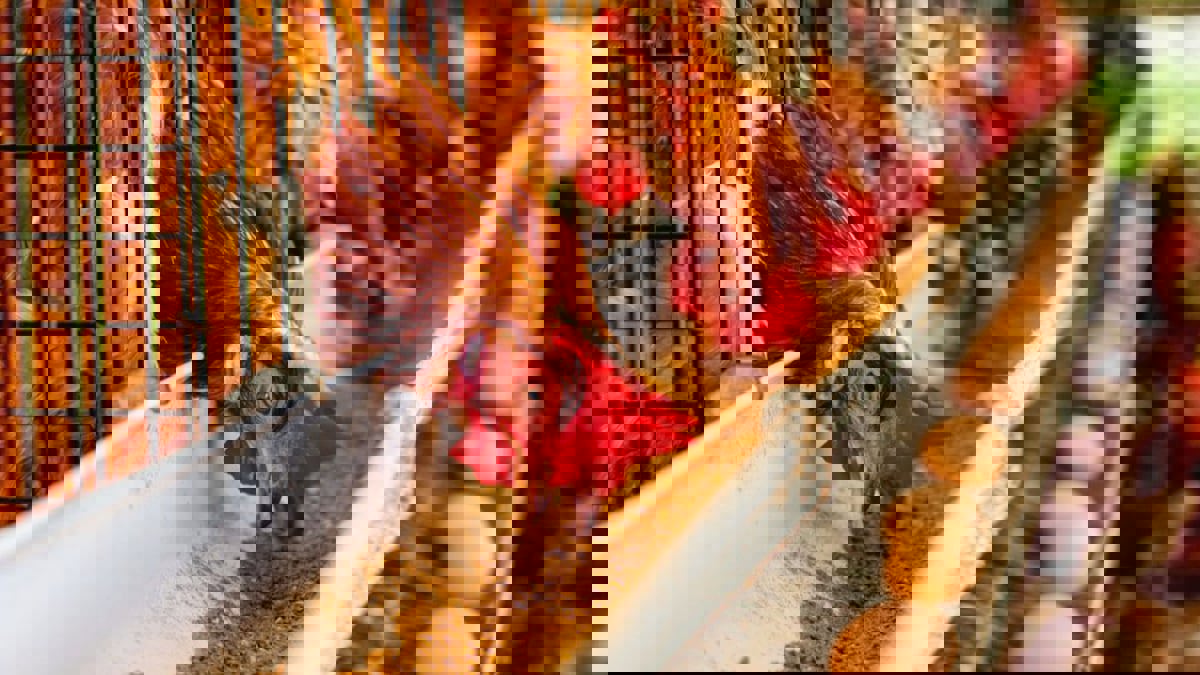 بعد مقاطع "إعدام الكتاكيت".. مصر تعلن حل أزمة الأعلاف