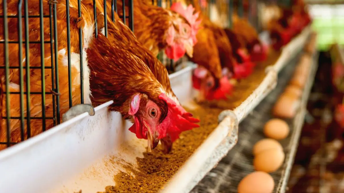 بعد مقاطع "إعدام الكتاكيت".. مصر تعلن حل أزمة الأعلاف