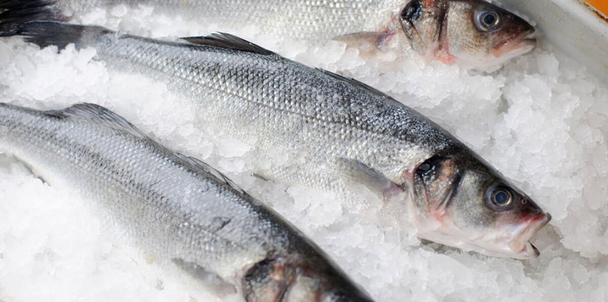 للحفاظ على صحتك.. تجنب هذه الأنواع من الأسماك