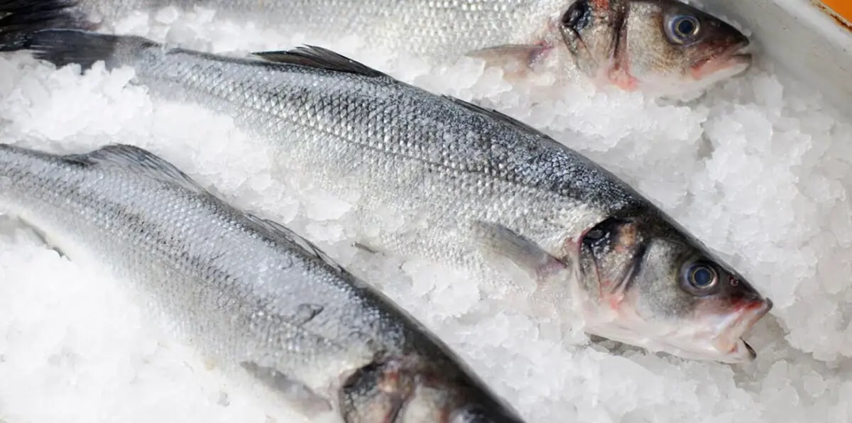 للحفاظ على صحتك.. تجنب هذه الأنواع من الأسماك