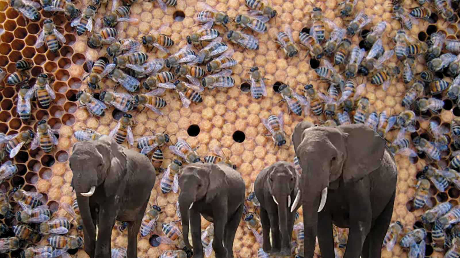 في كينيا.. كيف هزم النحل "الأفيال"؟ (فيديو إرم)