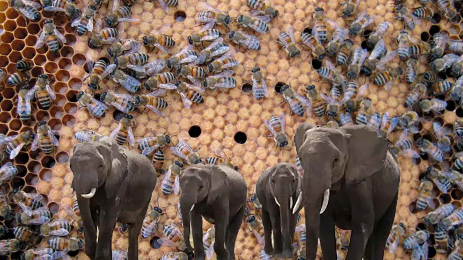 في كينيا.. كيف هزم النحل "الأفيال"؟ (فيديو إرم)