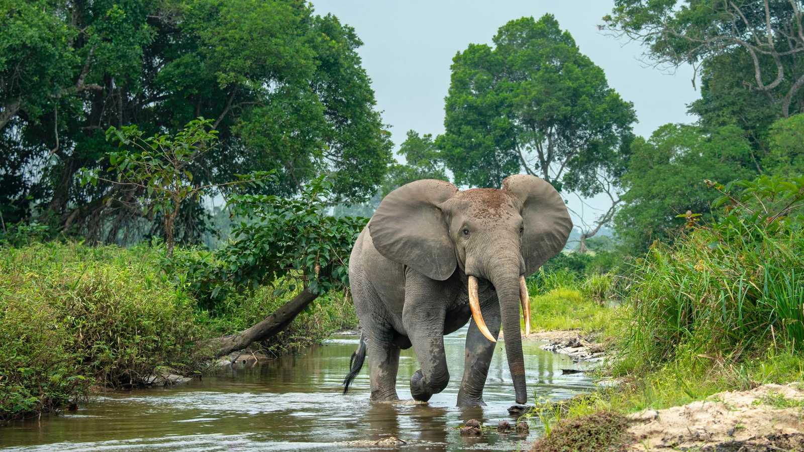 فيل هائج يسحق سائحًا أثناء التقاط سيلفي (فيديو)