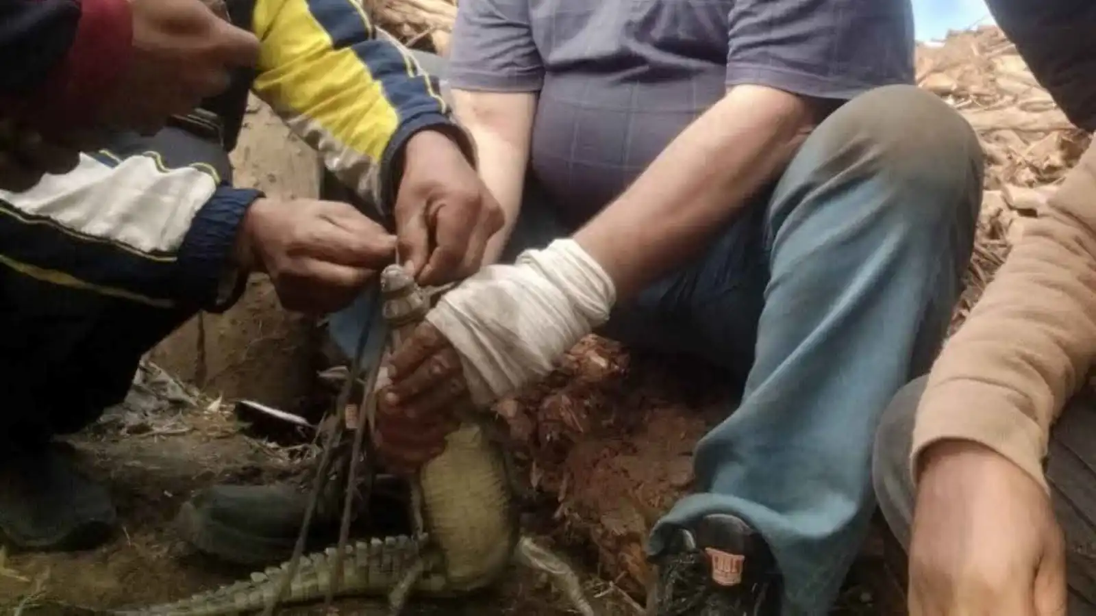 بطول 90 سنتمترا وأثار الرعب.. ما قصة تمساح الشرقية في مصر؟