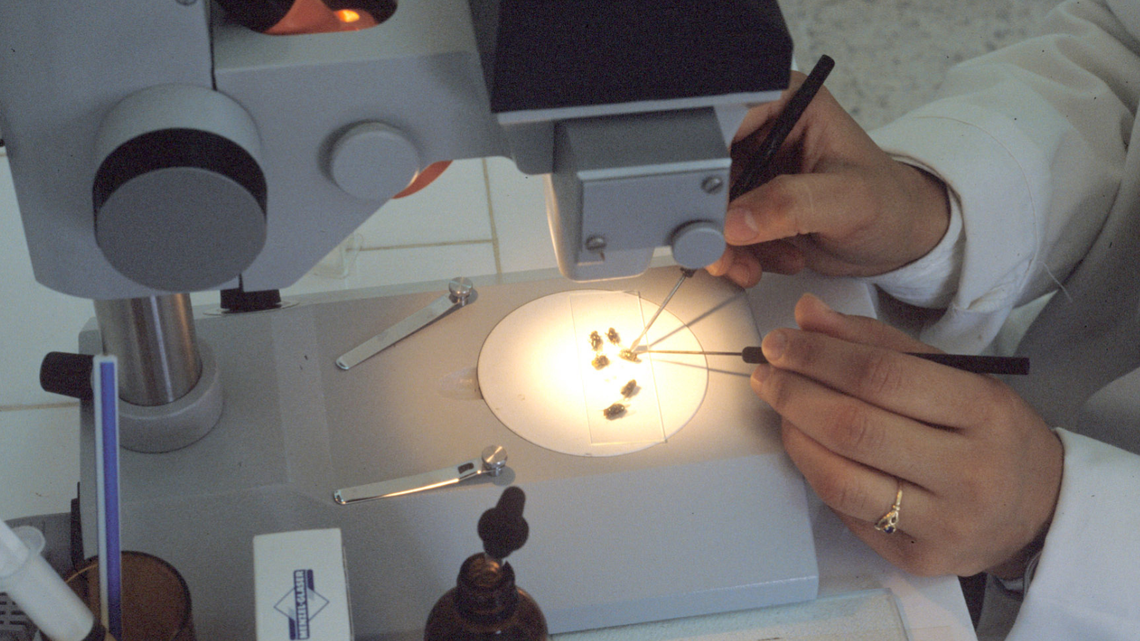 المكسيك تسجل أول حالة إصابة بشرية بداء الدودة الحلزونية‎