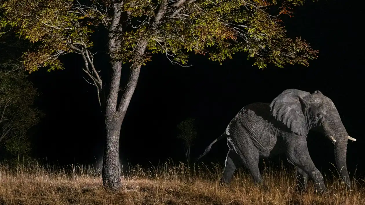 بعد 41 عامًا على اختفائها.. اكتشاف "أفيال الأشباح" في مرتفعات أنغولا