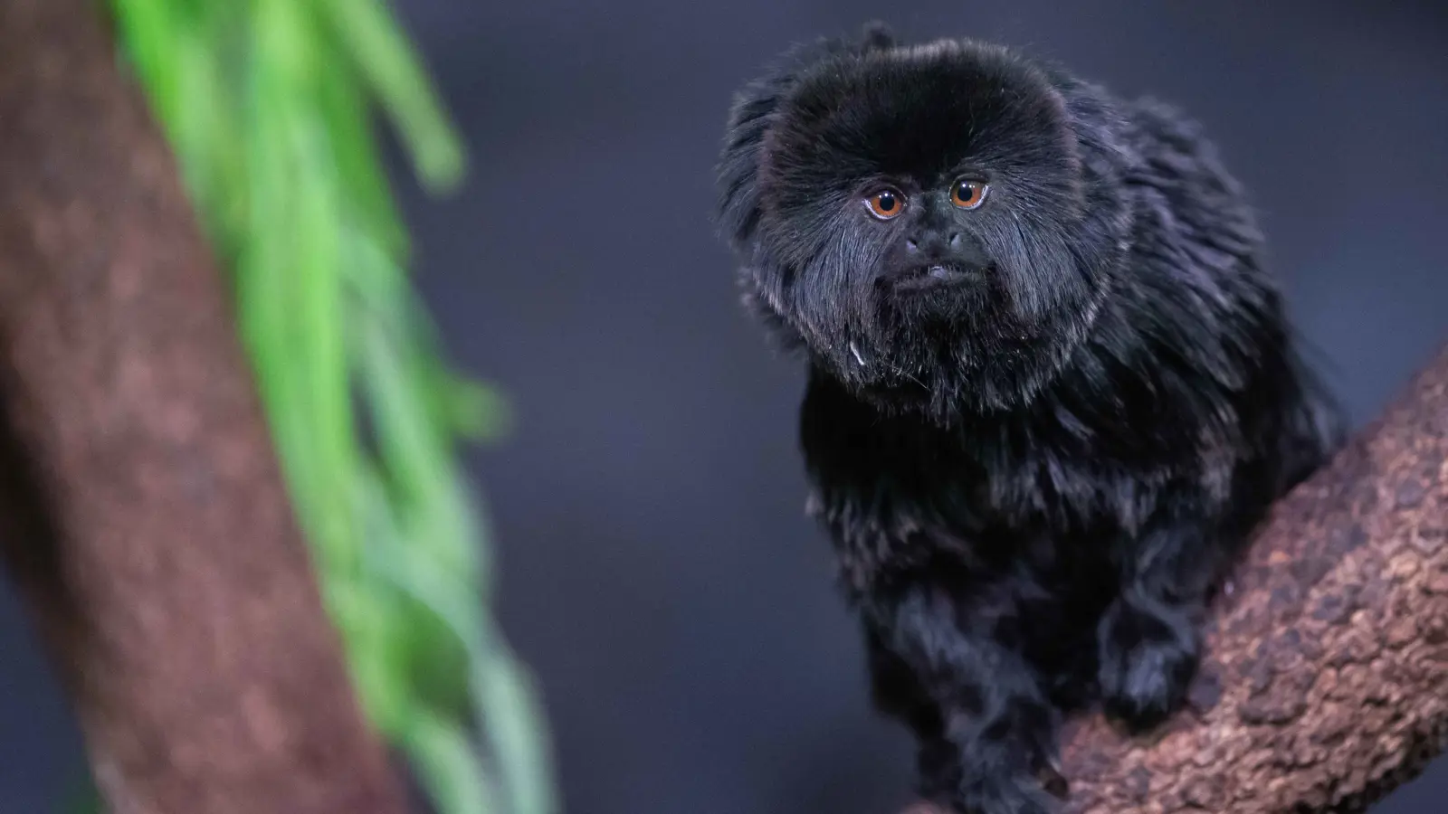 قانون مثير للجدل لـ"صون كرامة" القردة