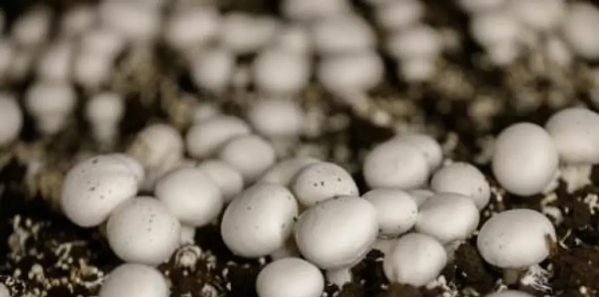 الفطر السحري قد يساعد على تخفيف الاكتئاب الحاد