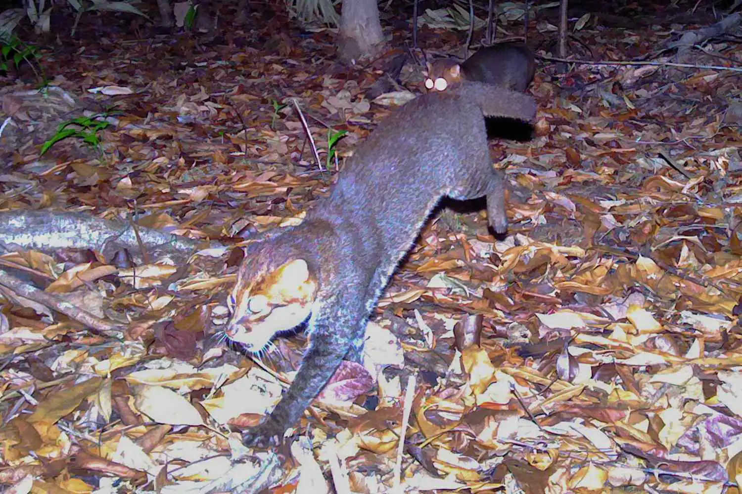 قطة الرأس المسطح النادرة