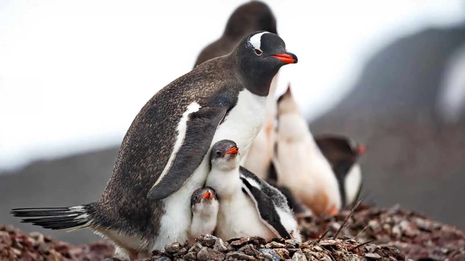 انهيار مستعمرات البطاريق في القطب الجنوبي يثير القلق