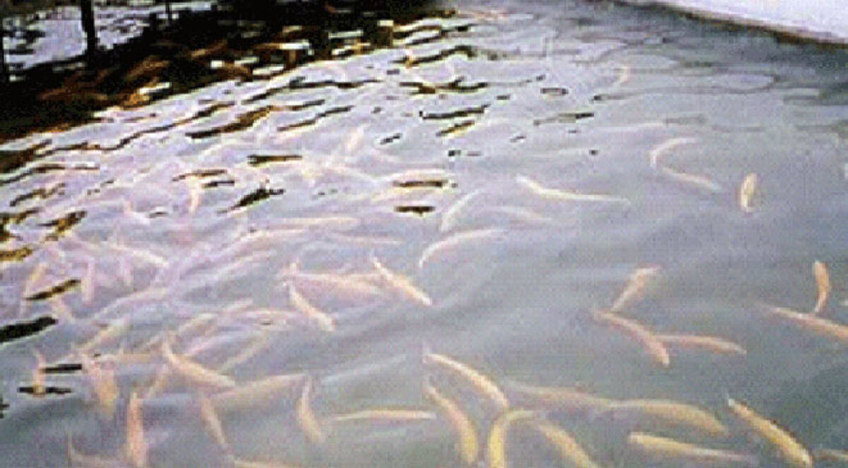 الحصار الإسرائيلي يدفع صيادي غزة للاستزراع السمكي