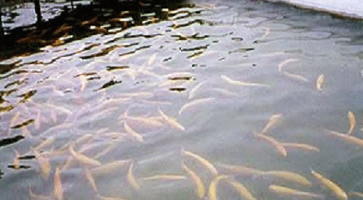 الحصار الإسرائيلي يدفع صيادي غزة للاستزراع السمكي