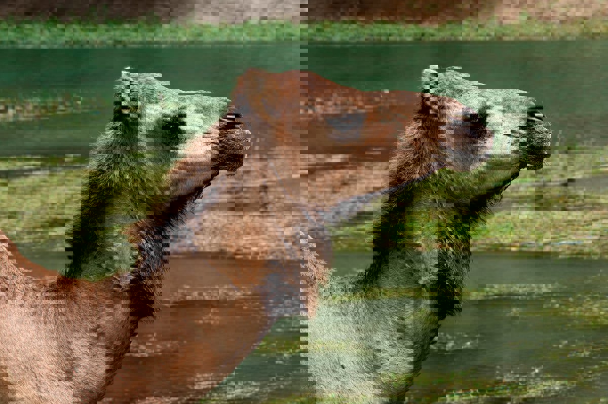 رغم صعوبة المهمة.. رحالة سعودي ينقذ ناقة من الغرق (فيديو)