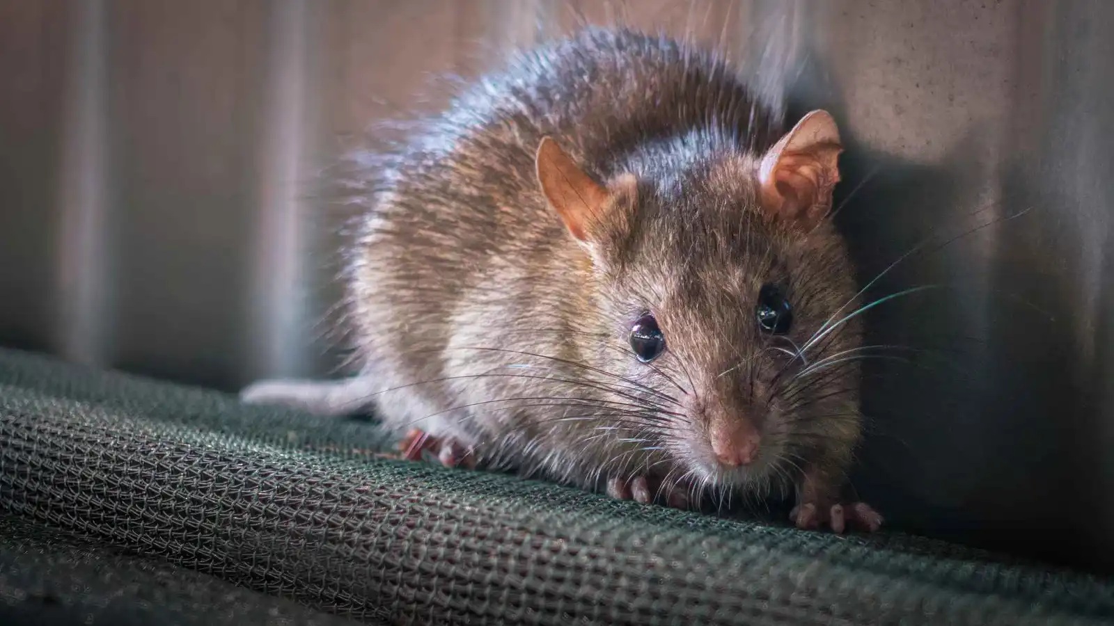 فأر بحجم قطة يُرعب سكان مدينة بريطانية (صور)