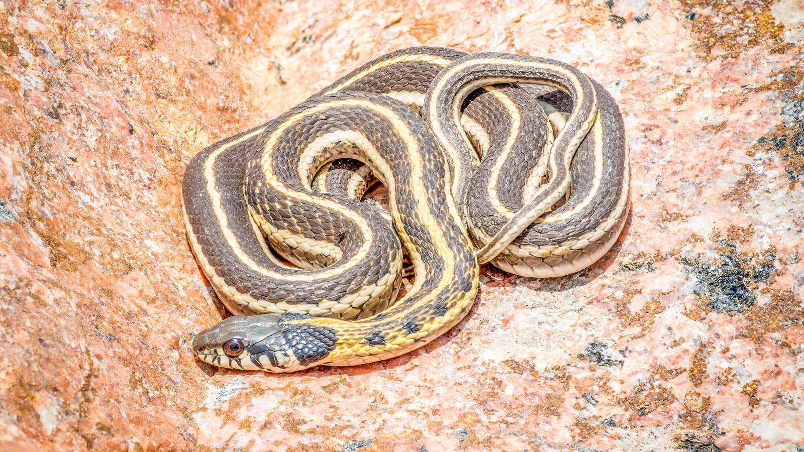 للمرة الثالثة.. ضبط راكب في مطار مومباي بحوزته ثعابين حية