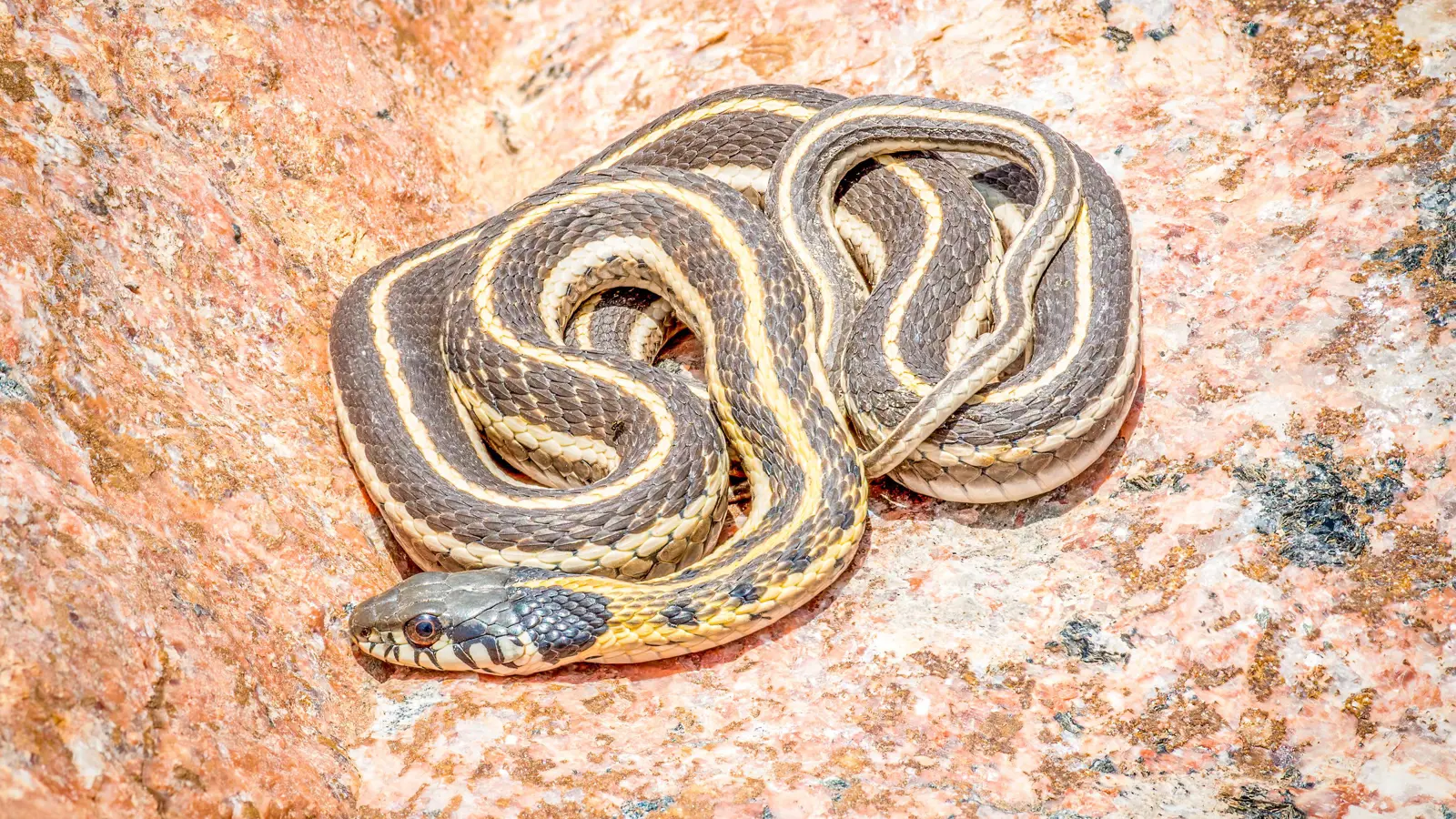 للمرة الثالثة.. ضبط راكب في مطار مومباي بحوزته ثعابين حية