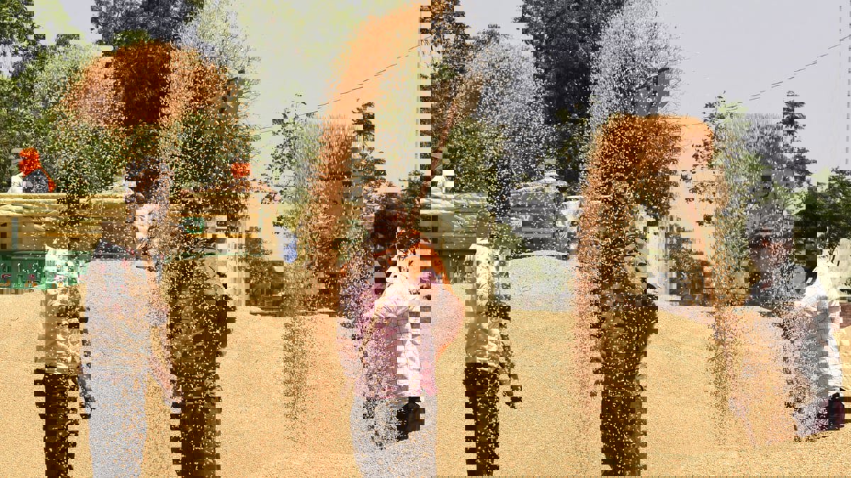 بسبب الأزمة الأوكرانية.. هل تحقق الهند مكاسب أكبر من فائض إنتاج القمح؟