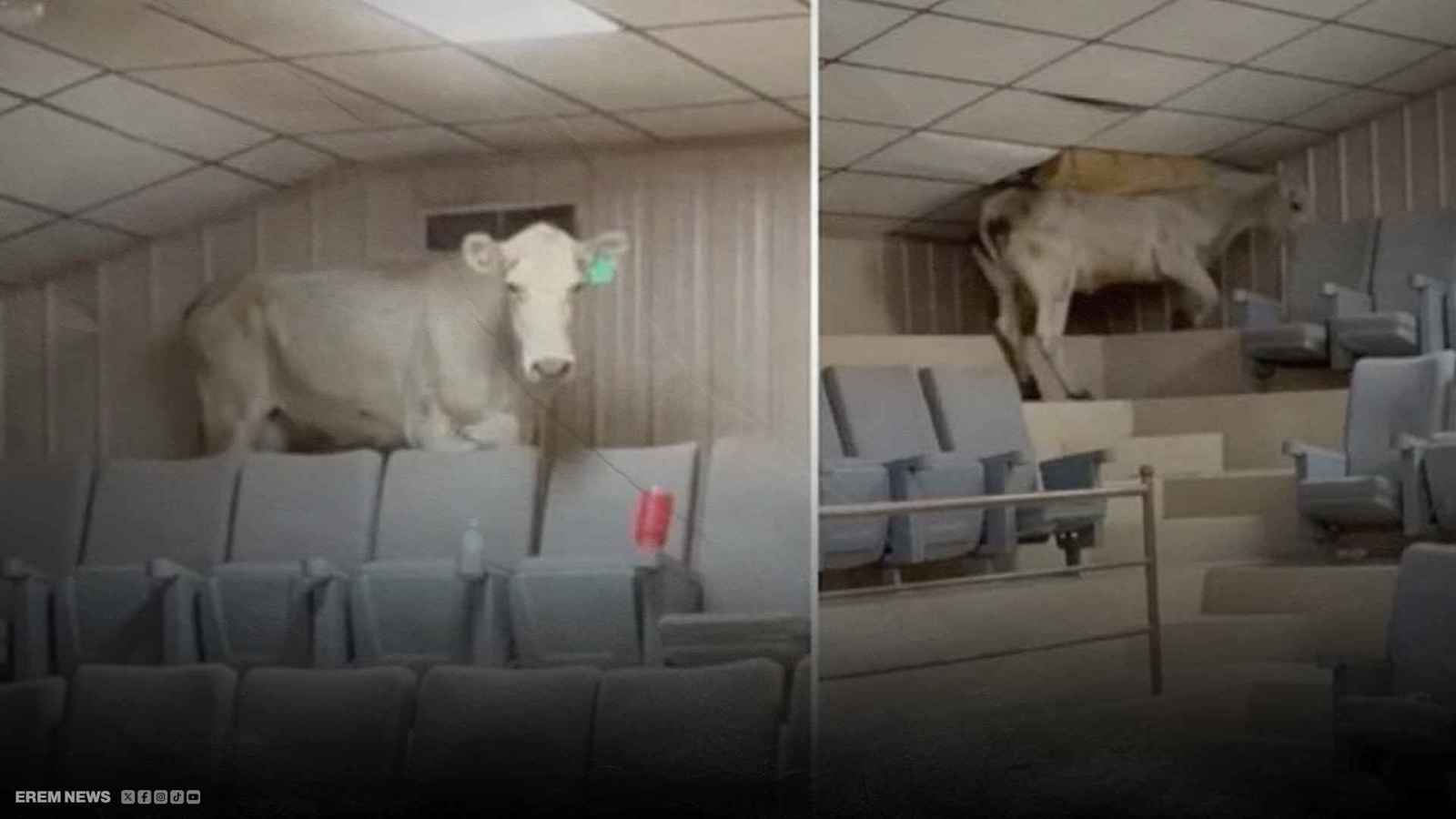 مزاد يتحوّل إلى فوضى بسبب بقرة