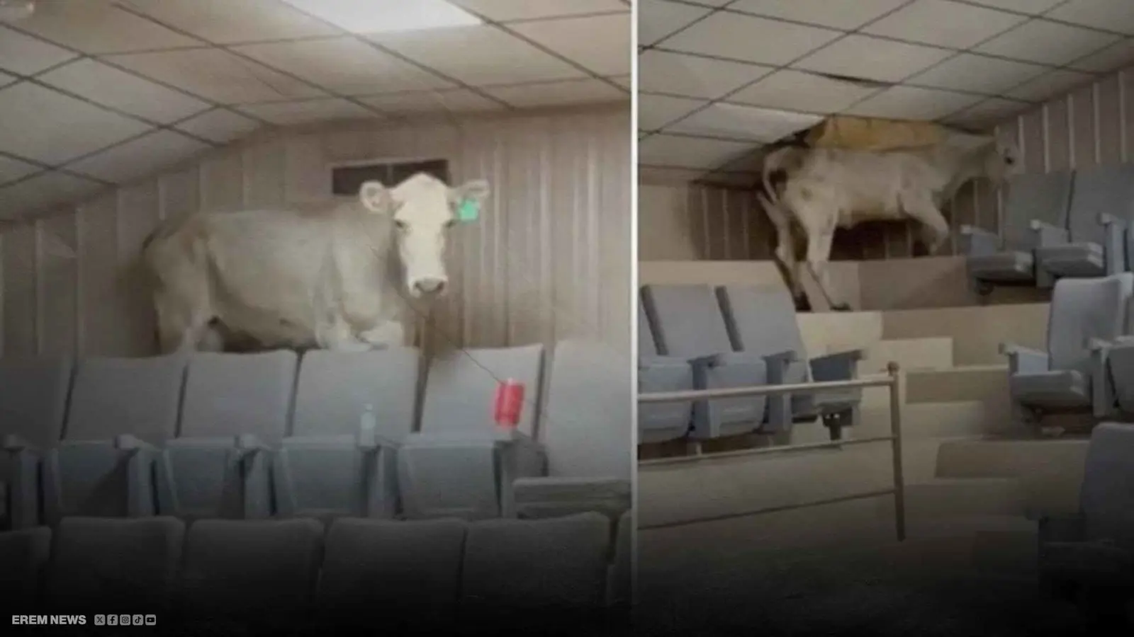 مزاد يتحوّل إلى فوضى بسبب بقرة