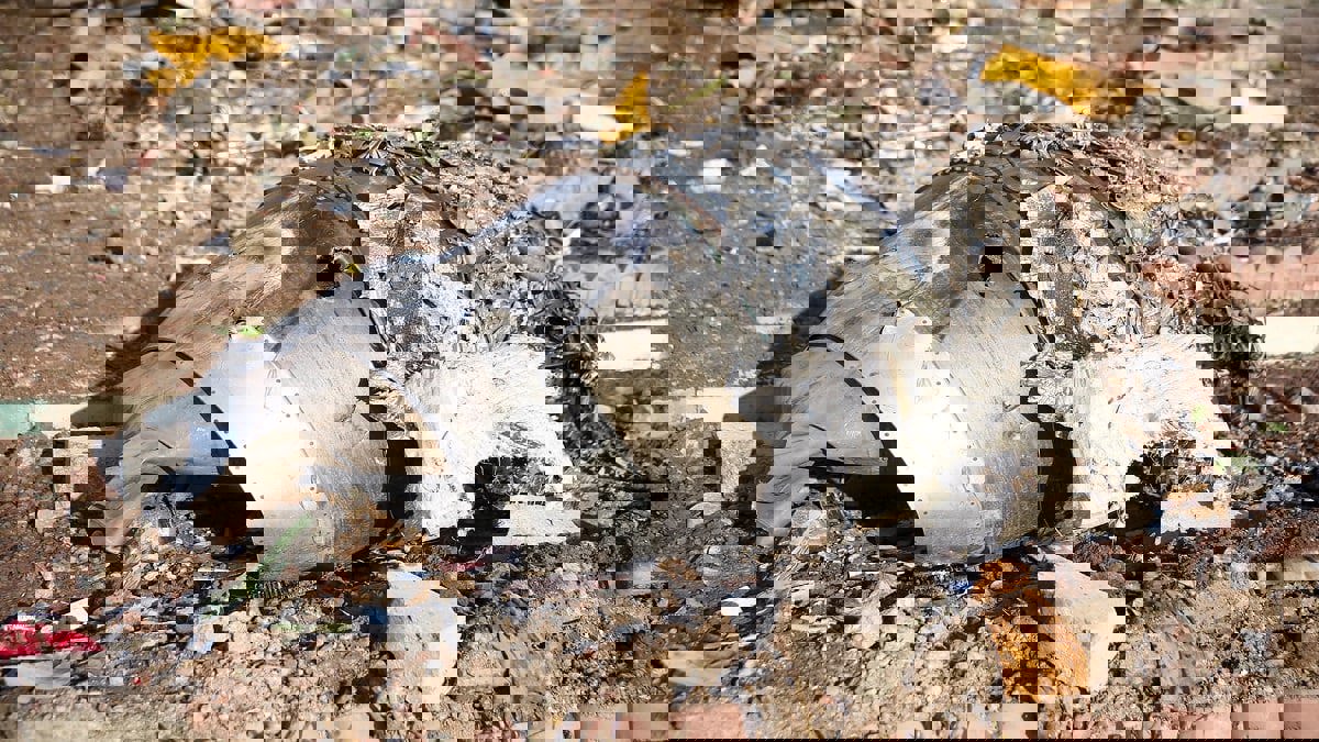 أوكرانيا ردًا على تقرير إيراني رسمي بشأن إسقاط طائرتها:"لن نسمح بإخفاء الحقيقة"