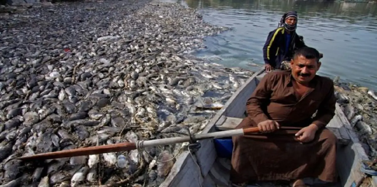العراق يستعين بخبراء إيطاليين لكشف أسباب كارثة نفوق الأسماك