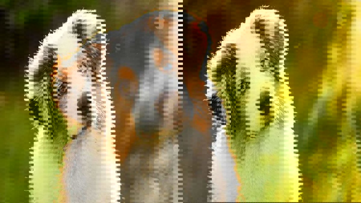 الخوف كأنه كلب (2 من 2)