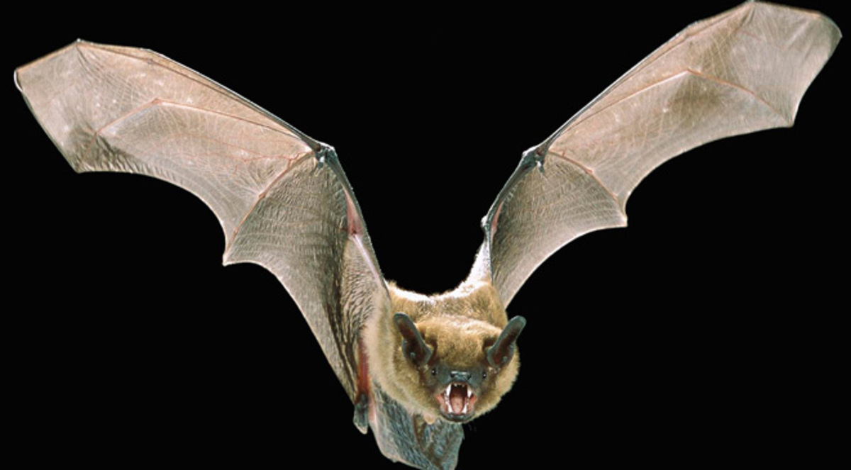 دم الوطواط لإزالة شعر النساء الزائد