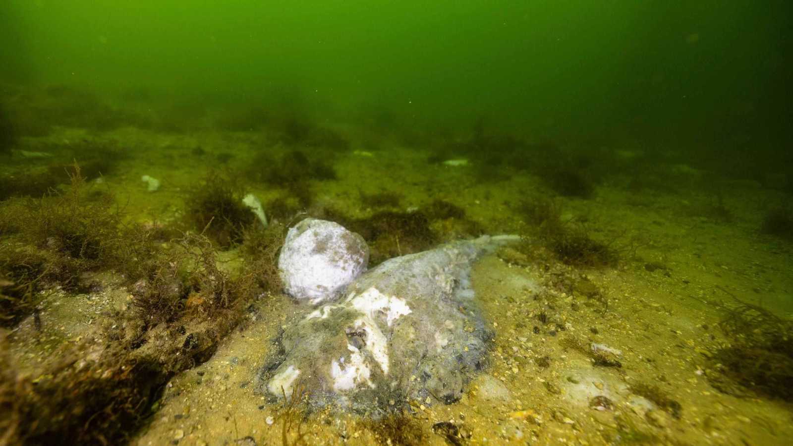 "كارثة طبيعية".. تفشي طحالب سامة قبالة سواحل جنوب أستراليا