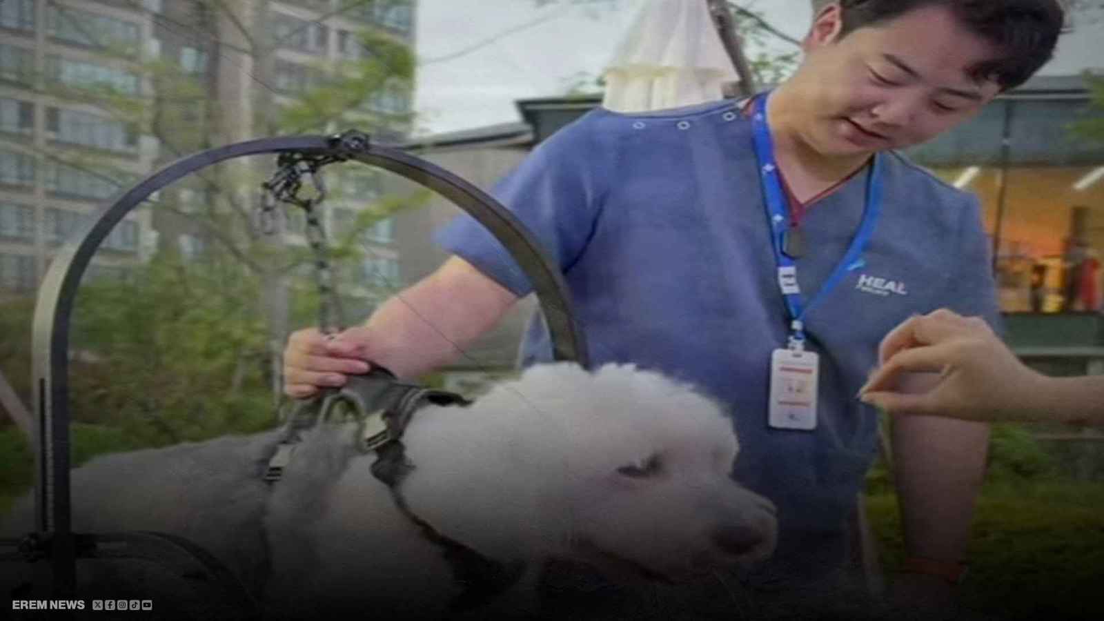 افتتاح أول "جيم" للكلاب.. من الجري إلى المساج