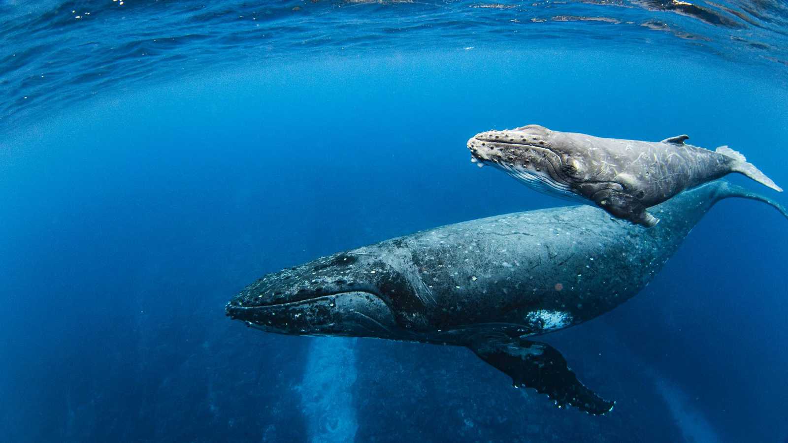 حوت أحدب وصغيره يفاجئان راكبي زورق في كوستاريكا (فيديو)