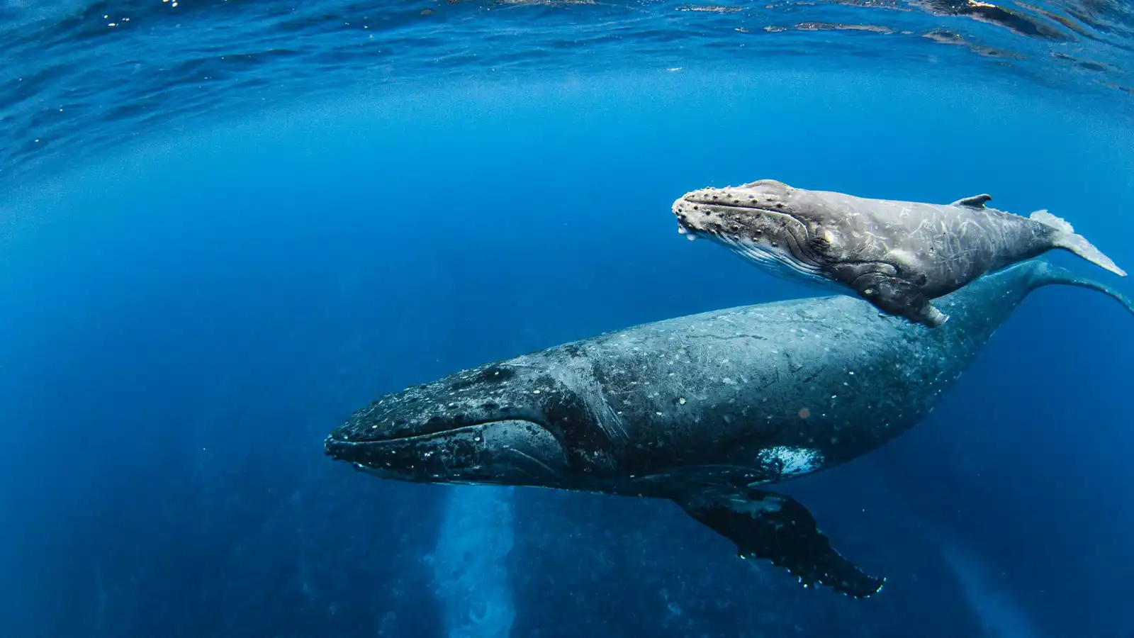 حوت أحدب وصغيره يفاجئان راكبي زورق في كوستاريكا (فيديو)