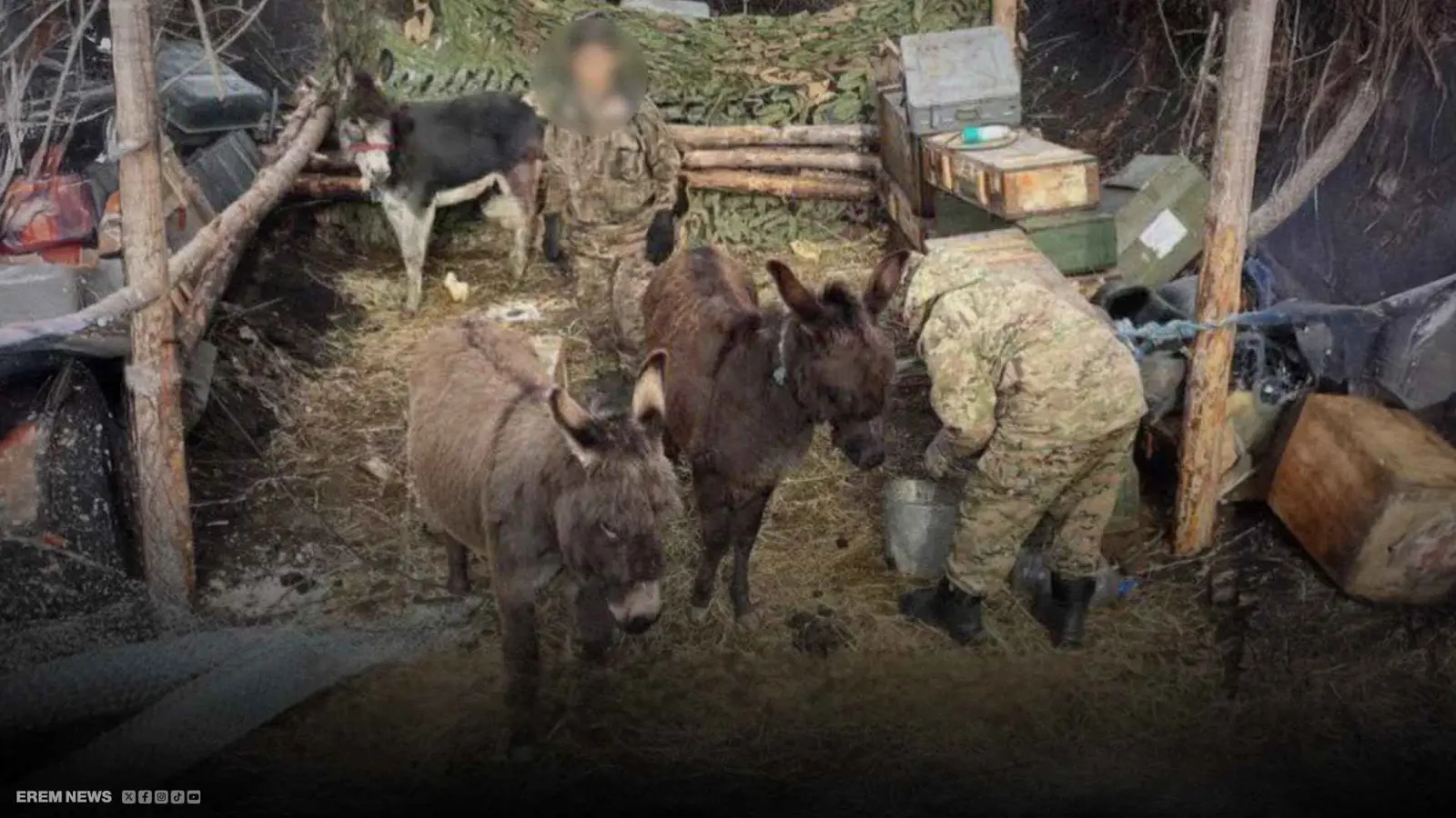 الحمير على الخطوط الأمامية.. روسيا تتحدى المسيرات بأساليب قديمة