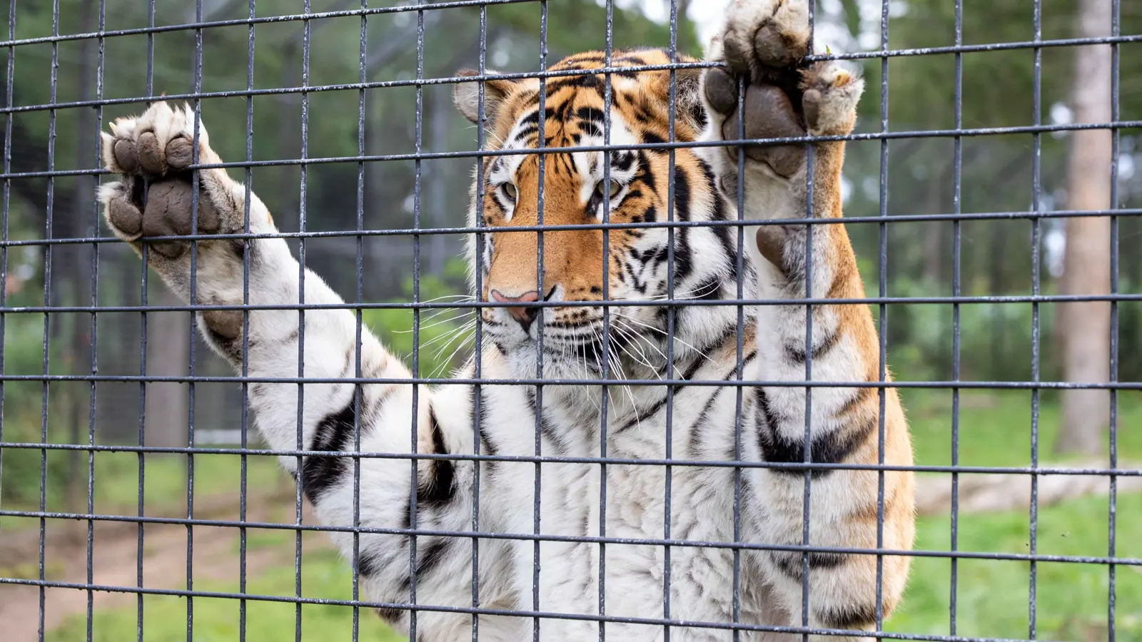 ما سبب نفوق عشرات النمور في حديقة حيوان فيتنامية؟