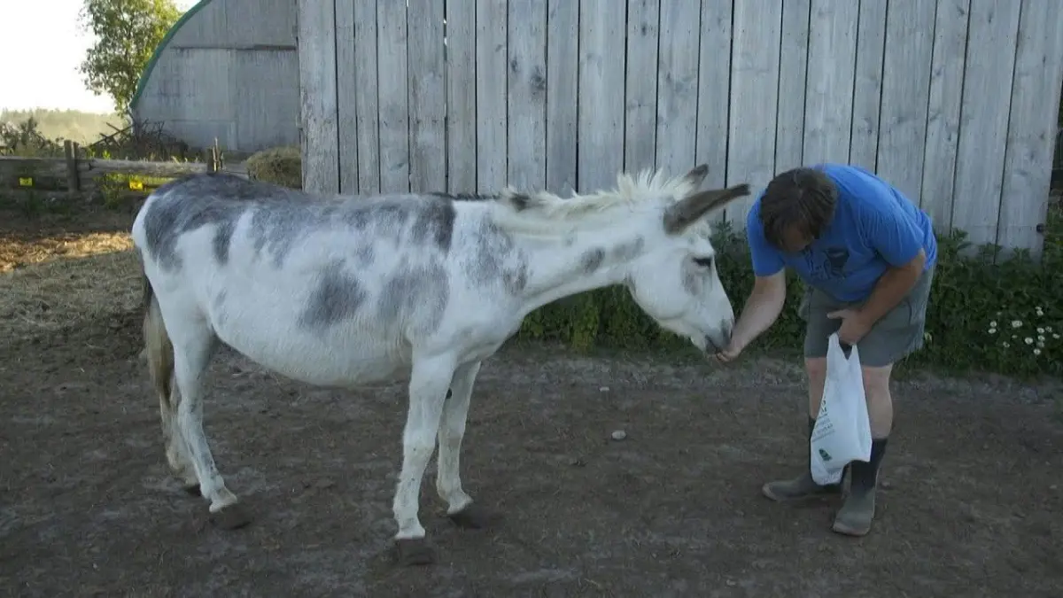 أنثى حمار في كندا تحولت لنجمة ووسيلة لجمع الأموال‎ (فيديو وصور )