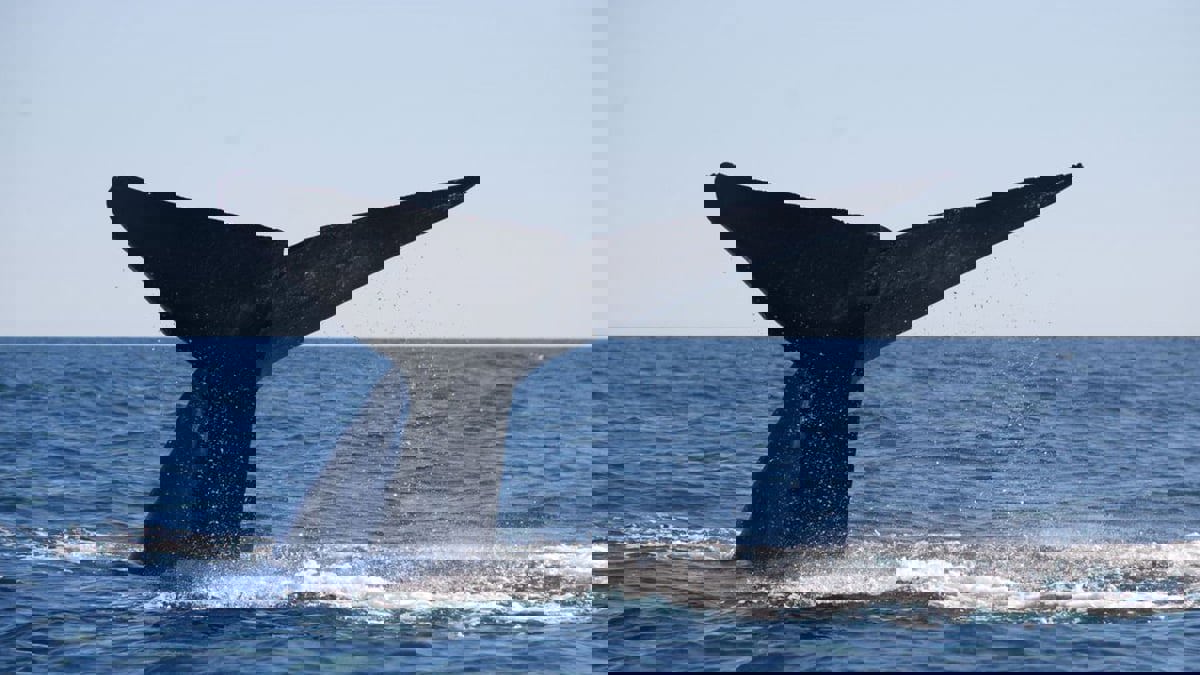 "التلوث الصوتي" يهدد الحياة في أعماق البحار