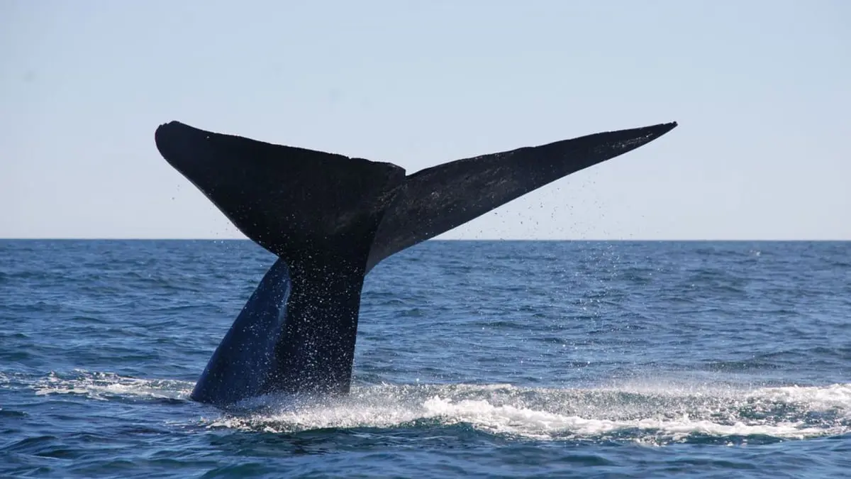 "التلوث الصوتي" يهدد الحياة في أعماق البحار