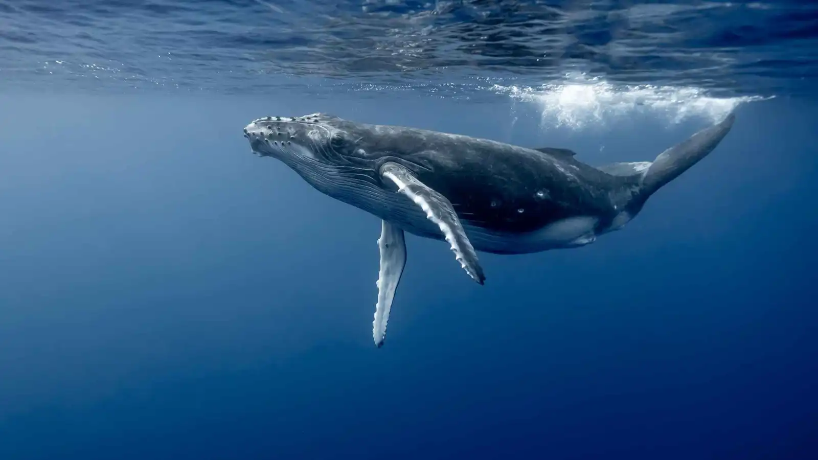 حوت غاضب يُسقط امرأة من قاربها (فيديو)