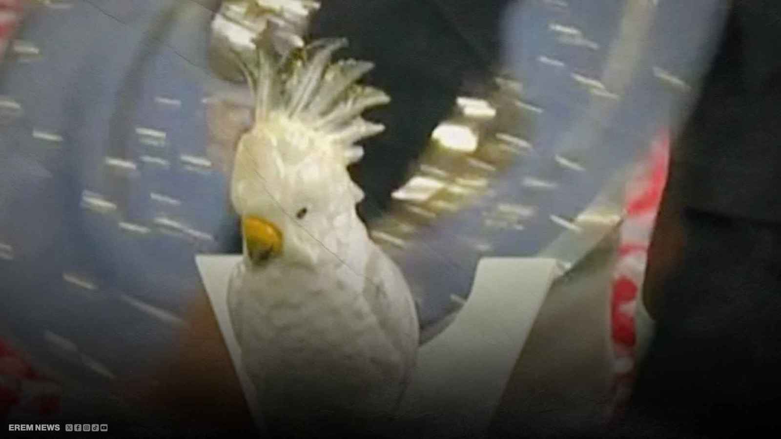 ليلة التتويج..ببغاء مسروق يخطف الأضواء من نجوم بايرن ميونخ