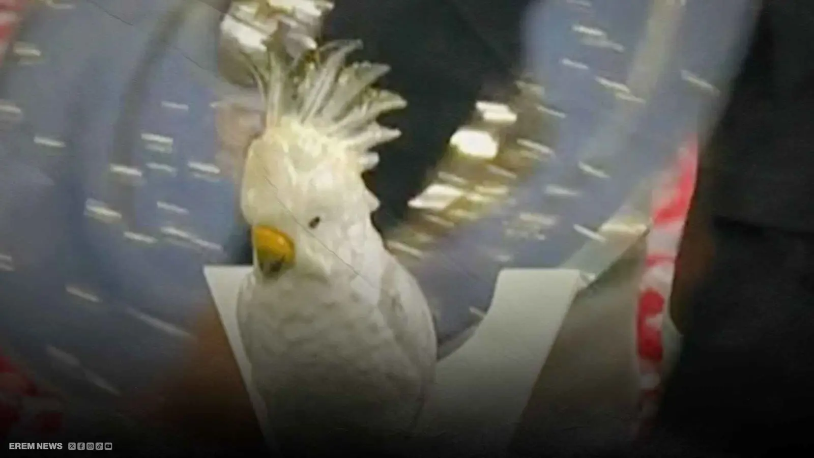 ليلة التتويج..ببغاء مسروق يخطف الأضواء من نجوم بايرن ميونخ