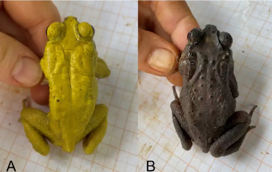 تغير لون الضفدع