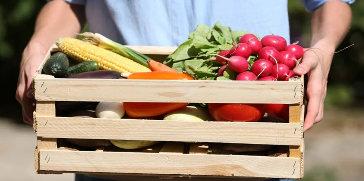 المواد الغذائية المصنعة من محاصيل مدعومة خطيرة على الصحة