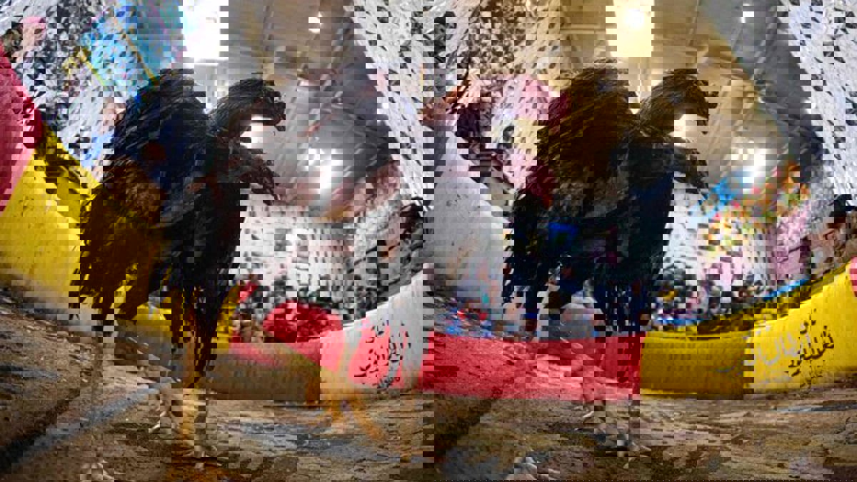 مصارعة الديوك.. هواية تمارس في جنوب العراق منذ عقود