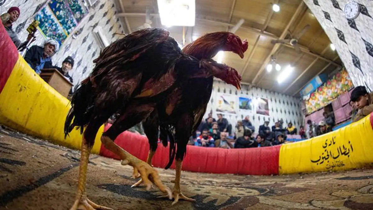 مصارعة الديوك.. هواية تمارس في جنوب العراق منذ عقود