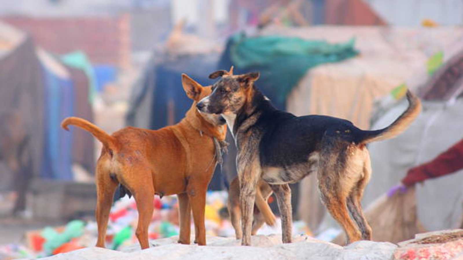 بعد مأساة الشاب حمزة.."الكلاب الضالة" تمزق جسد طفل عراقي (فيديو)