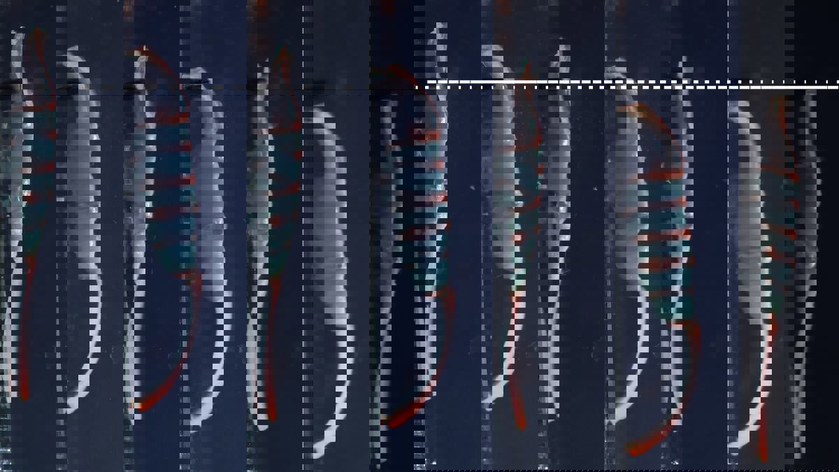 الأول من نوعه.. "روبوت دودة" للاستخدامات الطبية والبيئية